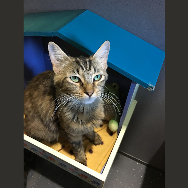 Photo of Sapphire