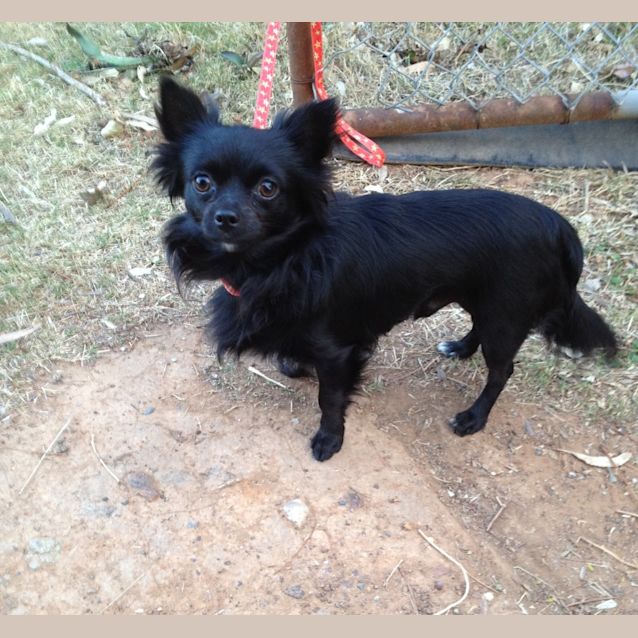 Photo of Nitro**On Adoption Trial**