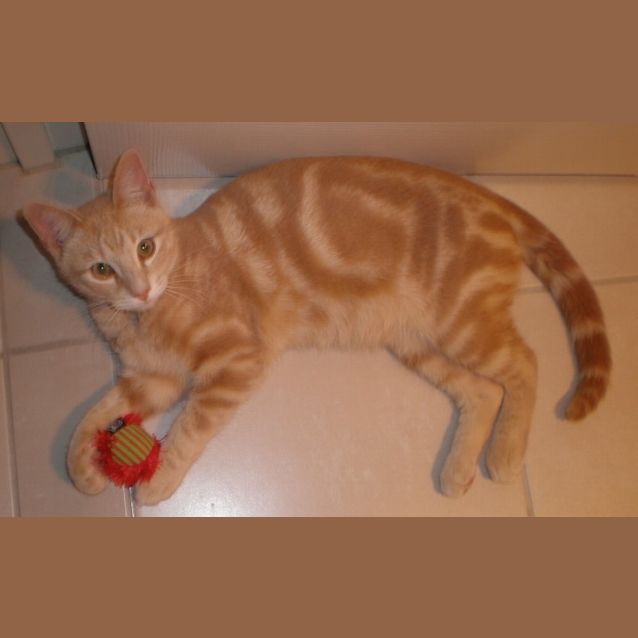 Photo of Pudding