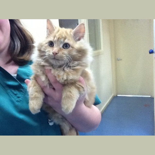 Photo of Oliver **Adoption Pending**