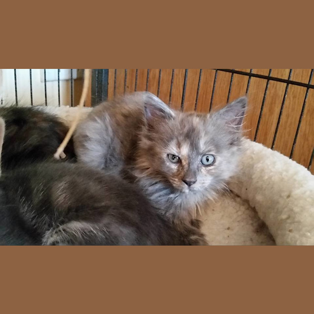 Photo of Felicity Shagwell ** 2nd Chance Cat Rescue**