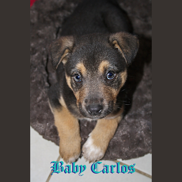 Photo of Baby Carlos (On Trial)