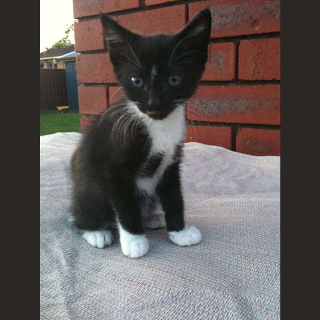 Photo of Tibbi