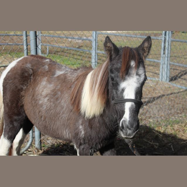 Photo of Gypsy