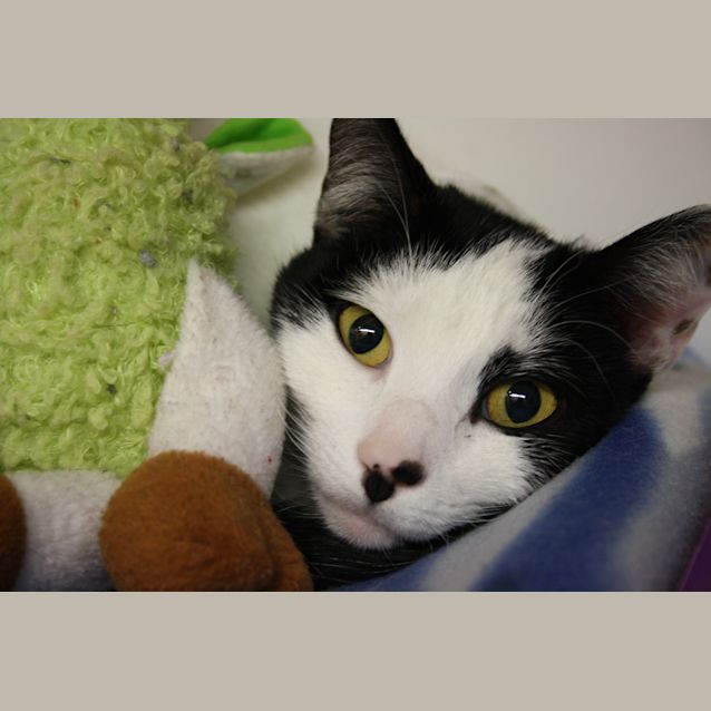 Photo of "Stitch" C10745