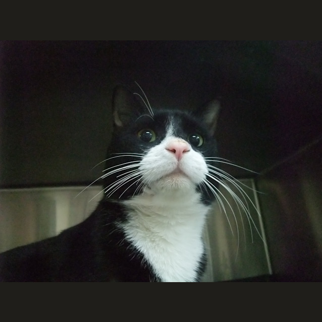 Photo of C10637 "Prowl"