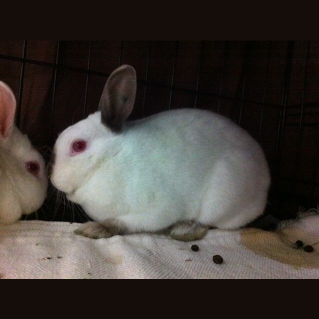 Photo of "Daisy" C10516