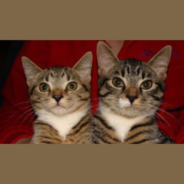 Photo of Pixie