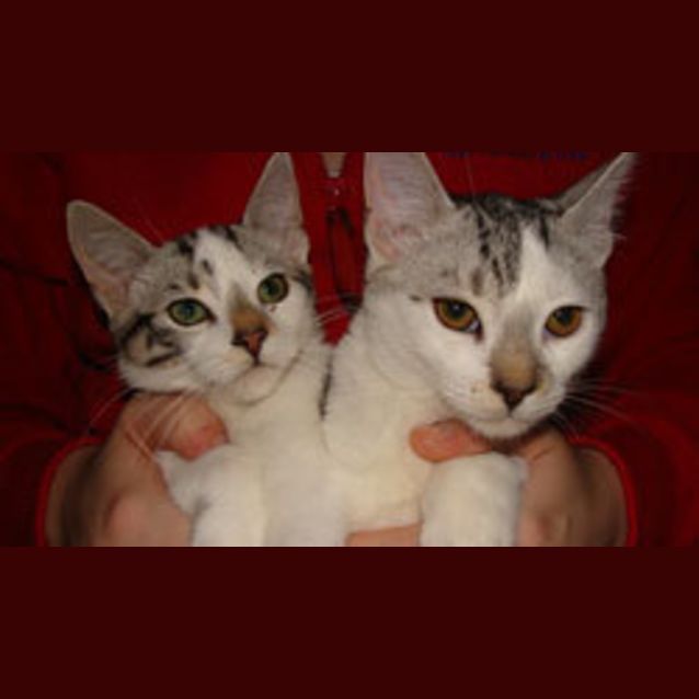 Photo of Zorro