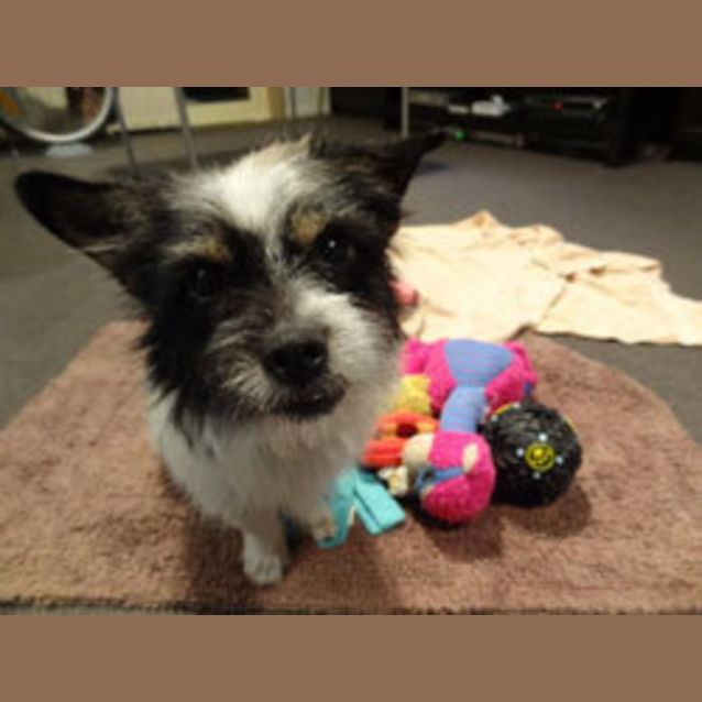 Photo of Patches
