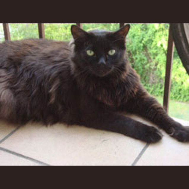 Photo of Anton