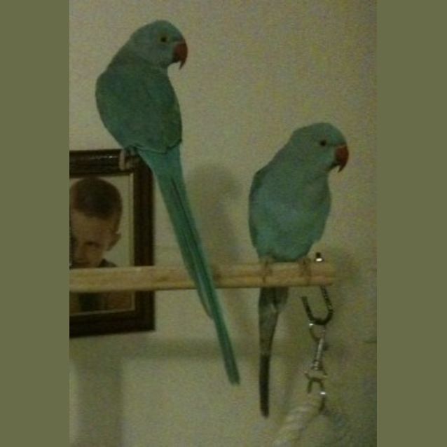Photo of Two Indian Ringneck Parrots