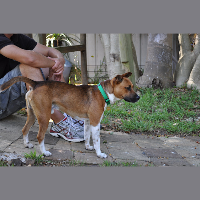 Photo of Sox Adopt Or Foster