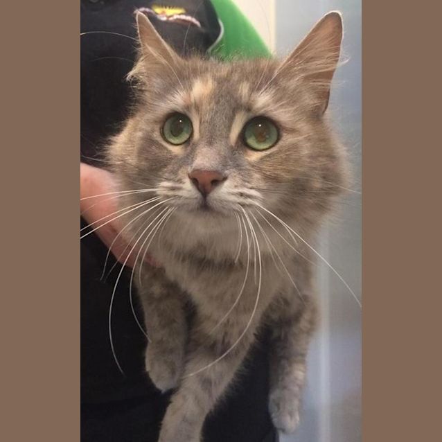 Photo of Delilah