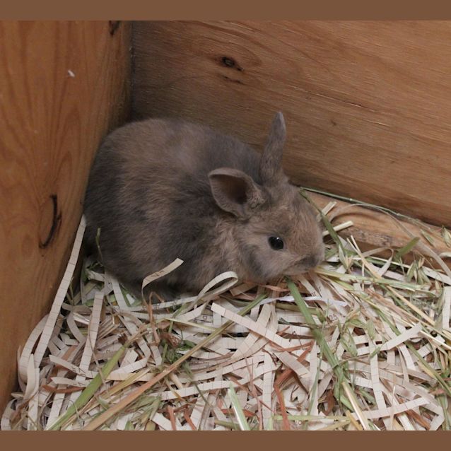 Photo of Snowy
