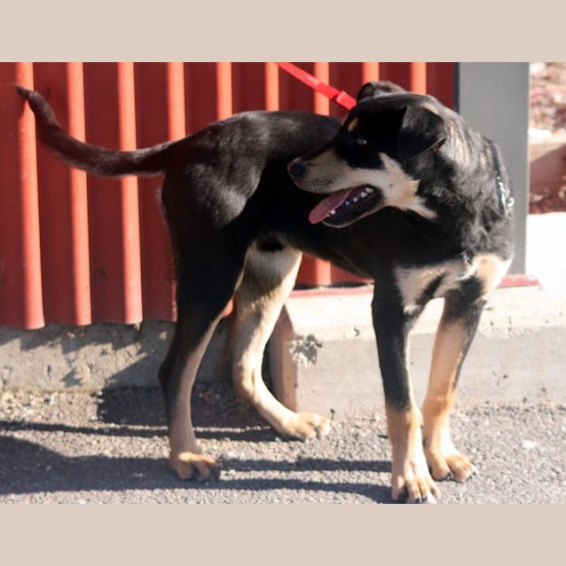 Photo of Coby