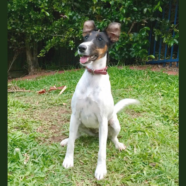 Photo of Pepper