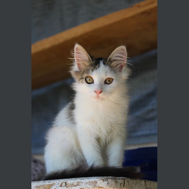 Photo of Caspian (Caspy)