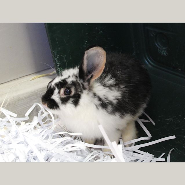 Photo of Dasher