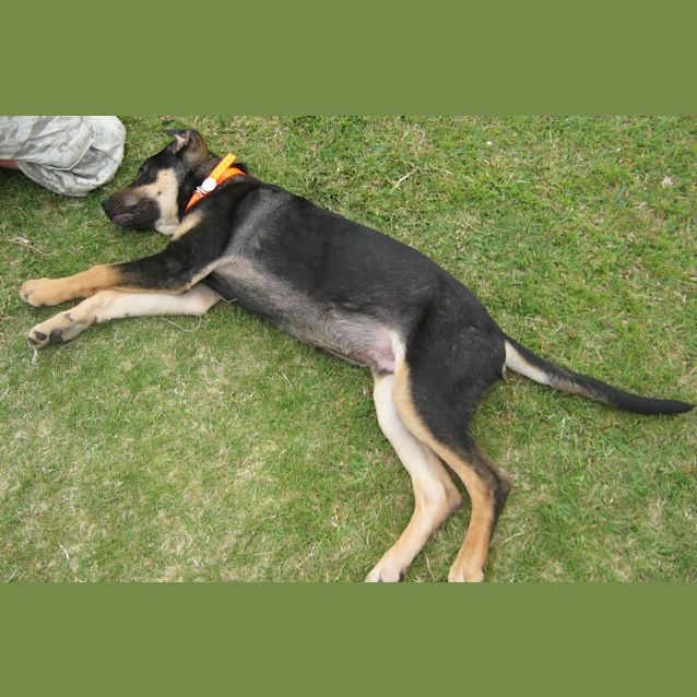 Photo of Bruce (On Trial With His New Family)