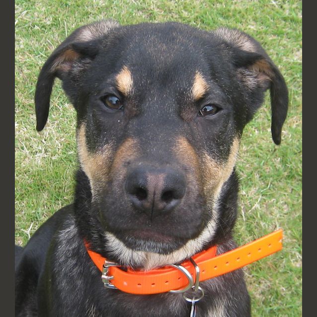 Photo of Bruce (On Trial With His New Family)