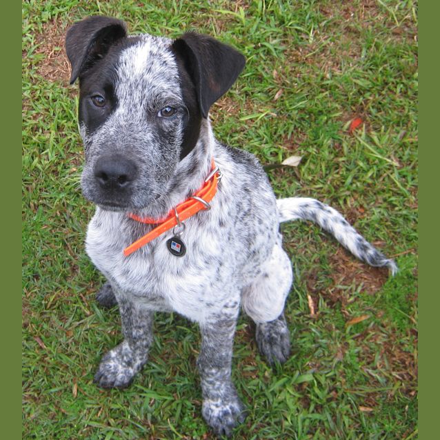 Photo of Bandit (On Trial With His New Family)