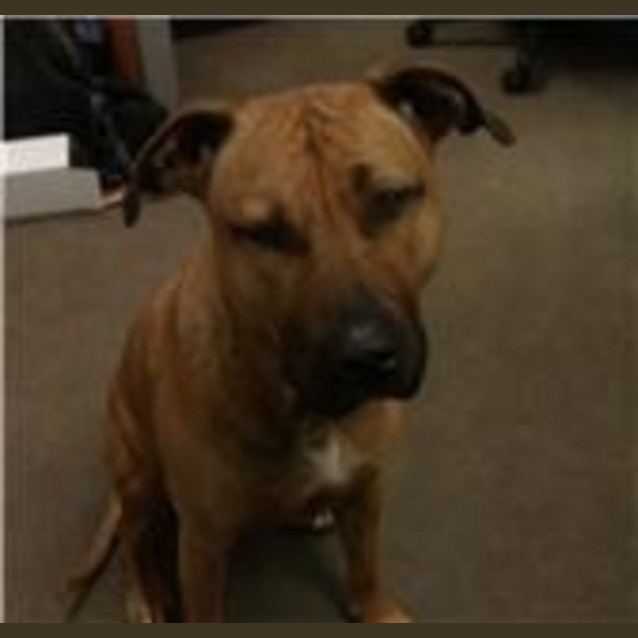 Photo of Gemma *Adoption Pending*
