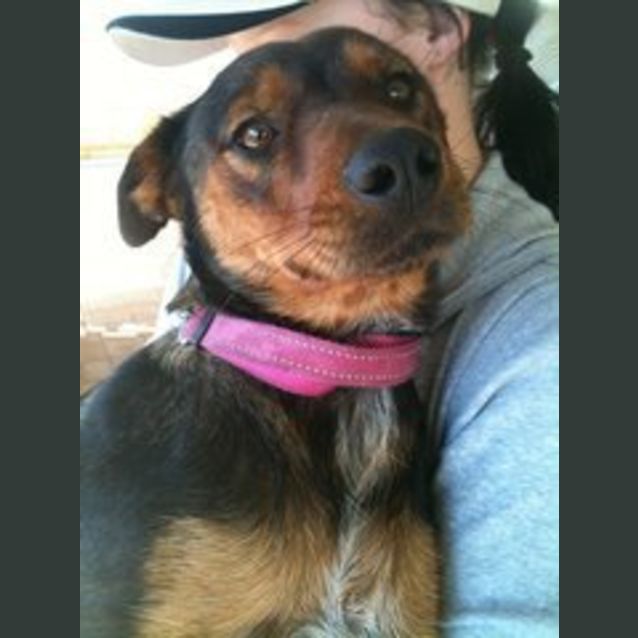 Photo of Honey Av195 *Adoption Pending*