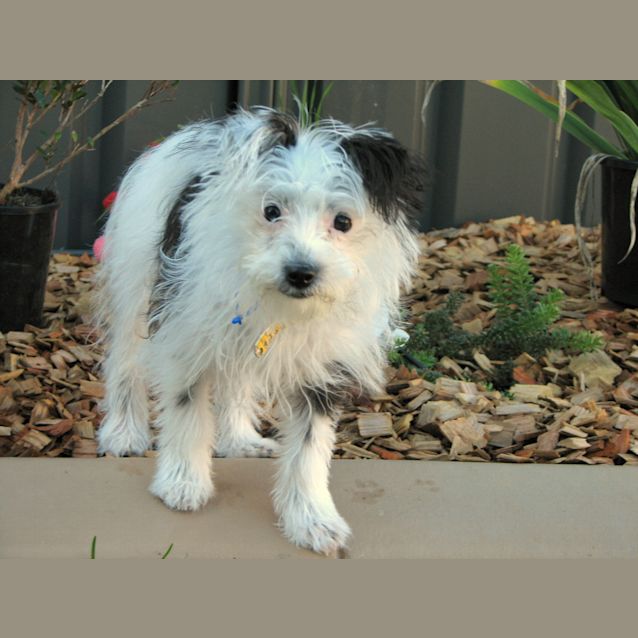 Photo of Little Lucy (On Trial)