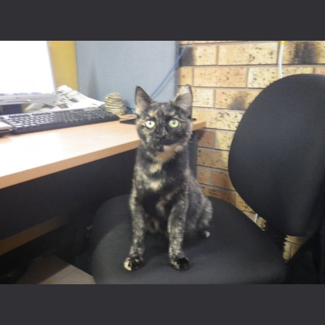 Photo of Urgent Foster 4 Pregnant Cat