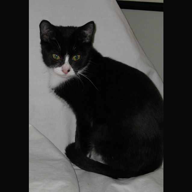 Photo of Gizmo