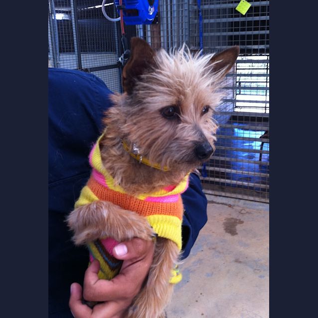 Photo of Tiny *Adoption Pending*