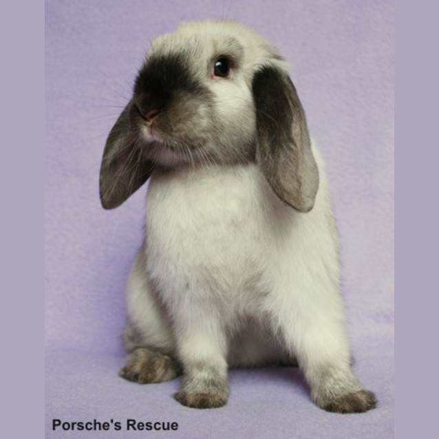 Photo of Jessica Rabbit  Desexed And Vaccinated  On Hold