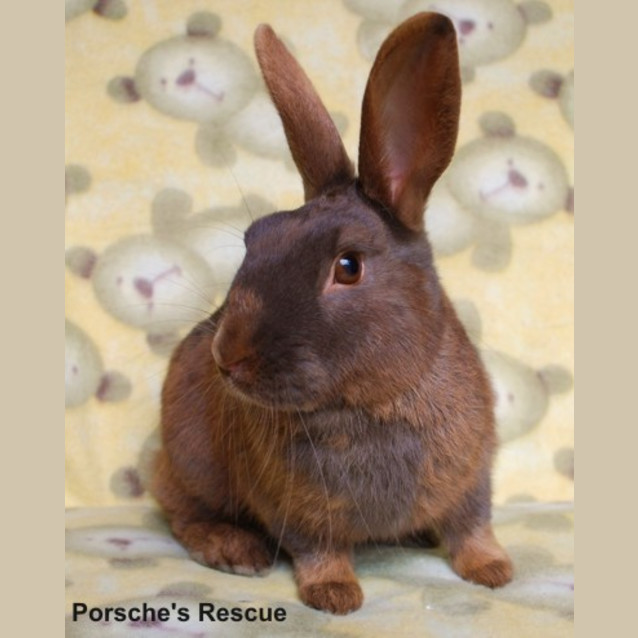 Photo of Cadbury  Desexed And Vaccinated  On Hold