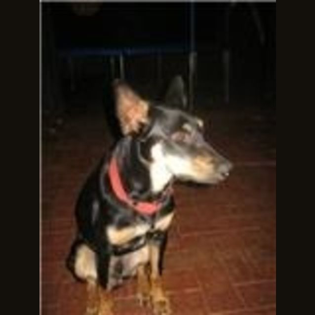 Photo of Rambo