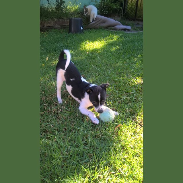 Photo of Krispy Killer & Kujo