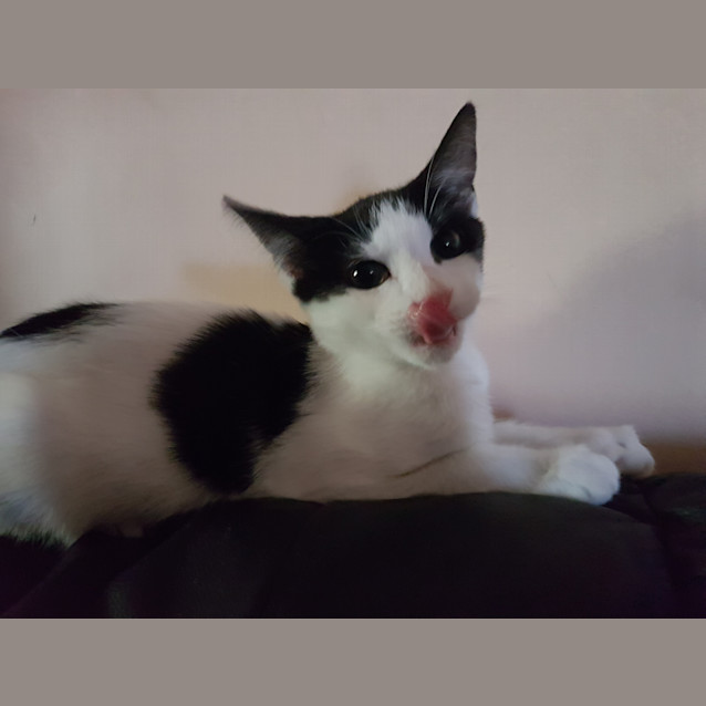 Photo of Eva “Reduced Adoption Fee”