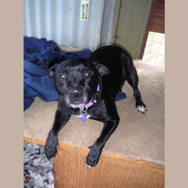 Photo of Tibby