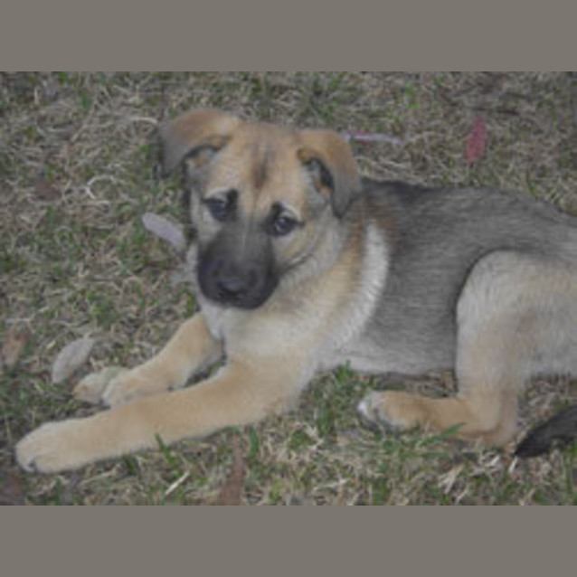 Photo of Willow