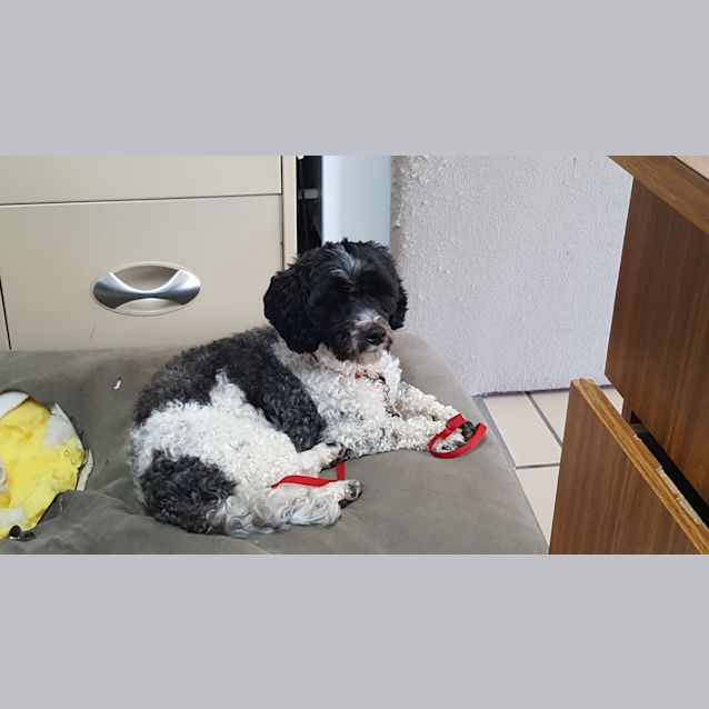 Photo of Pepper