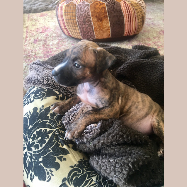 Photo of Prissy ** Our Gentle Sweet Pup **