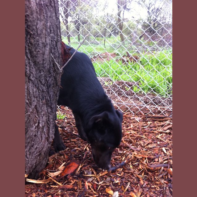 Photo of Kelsey   **Not Just Another Kelpie**