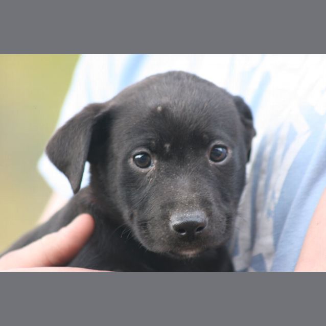 Photo of Bcx Puppies Girls