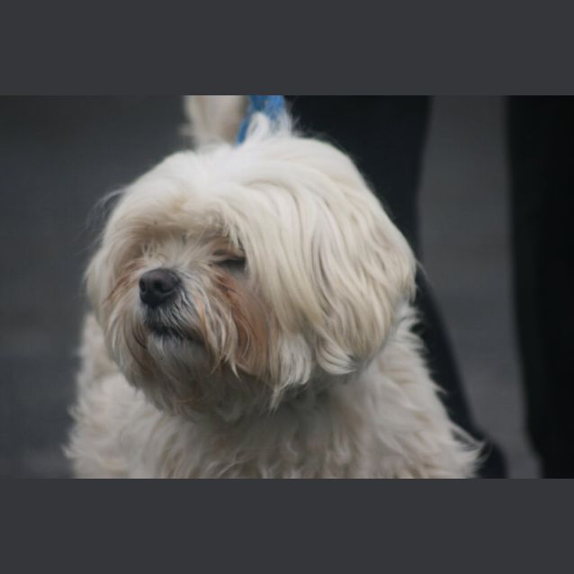 Photo of Scooby
