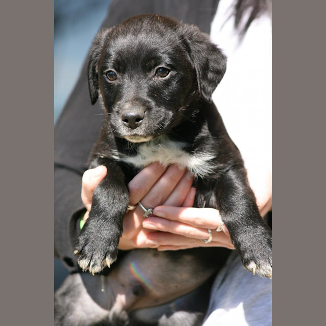 Photo of Bcx Puppies Boys