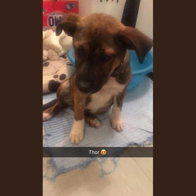 Photo of Thor