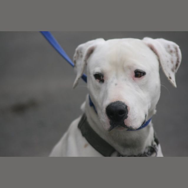 Photo of Dozer