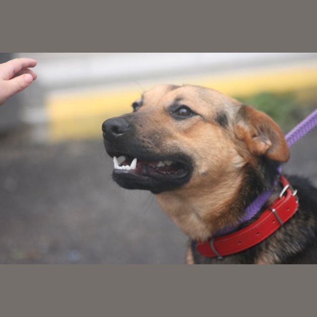 Photo of Boss