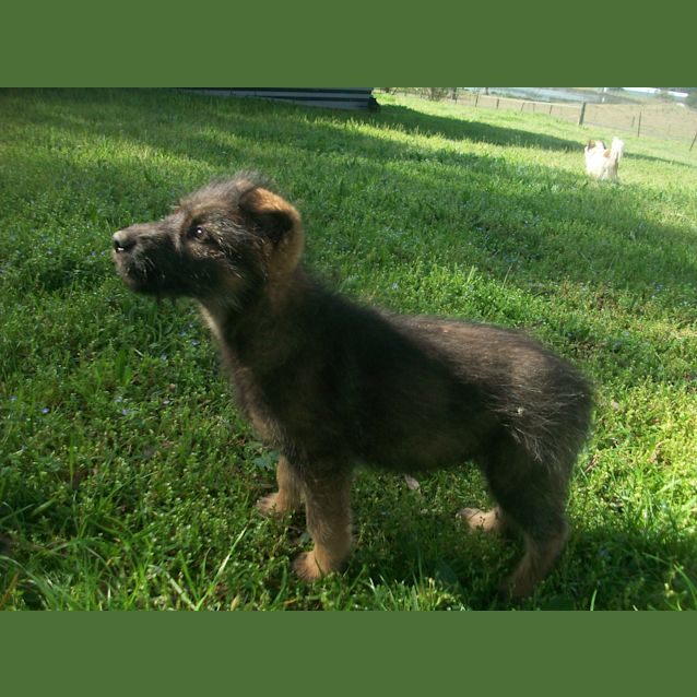 Photo of Chinook