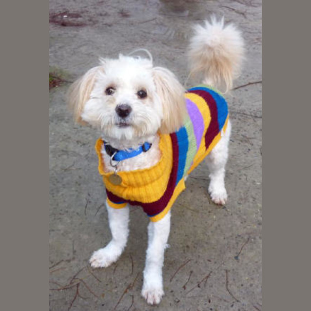 Photo of Dinky